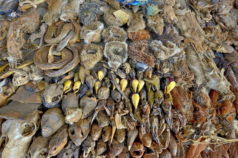 Sale of dead animals and animal heads
