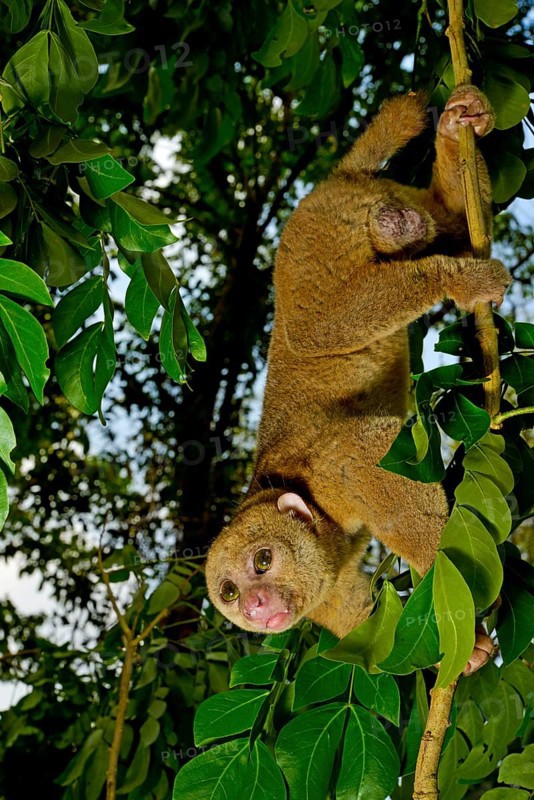 Bosman's potto