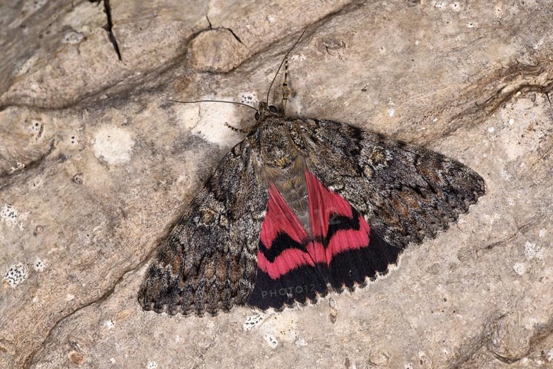 Dark Crimson Underwing