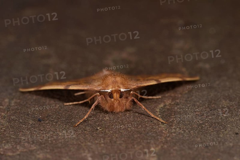 Feathered Thorn Moth