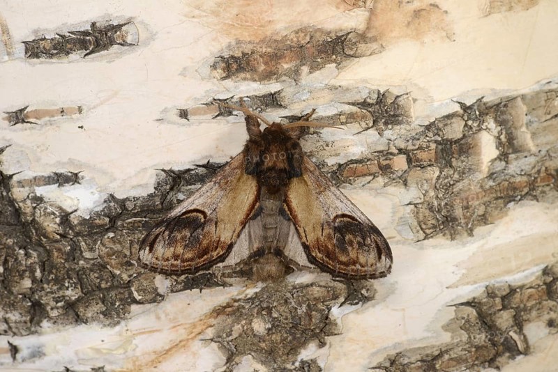 Pebble Prominent Moth