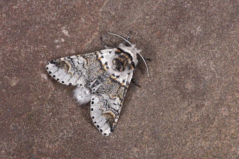 Sallow Kitten Moth