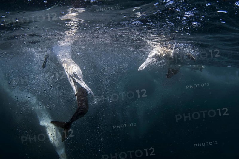 Northern gannet