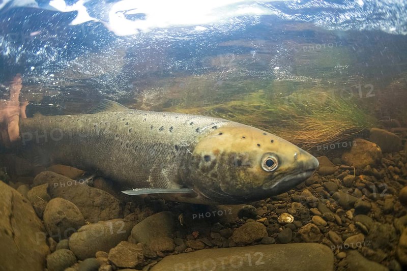 Atlantic Salmon