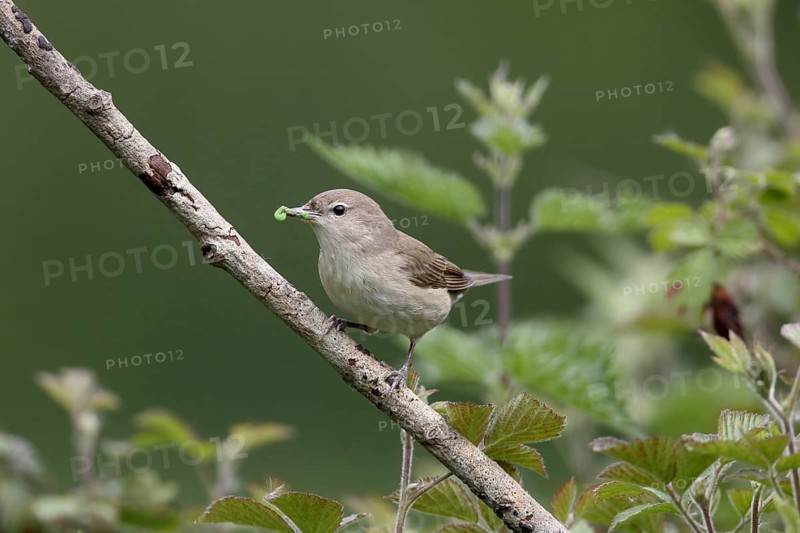 Garden Warbler