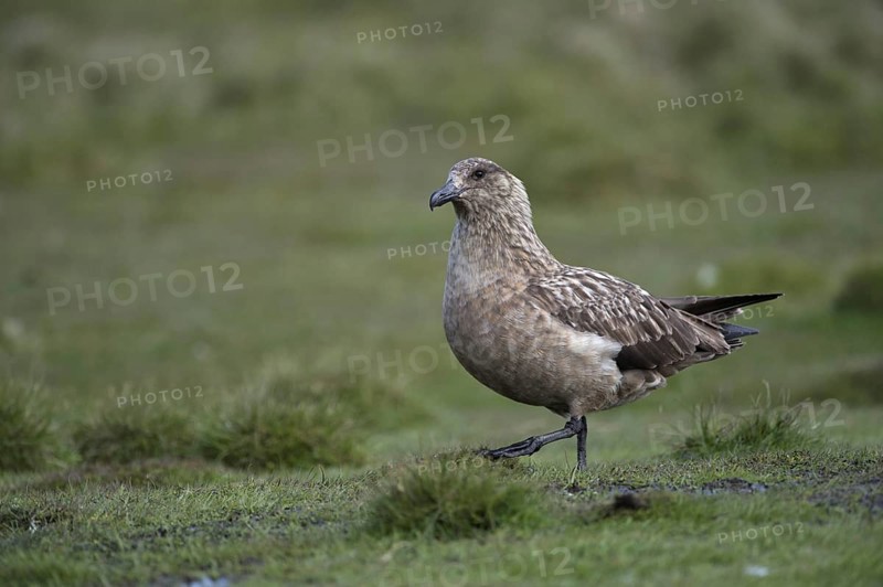 Great Skua