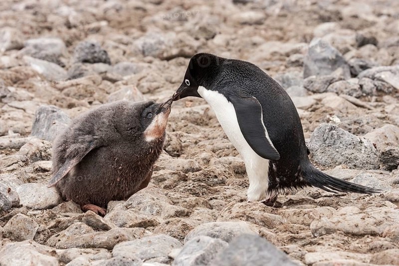 Adelie Penguins