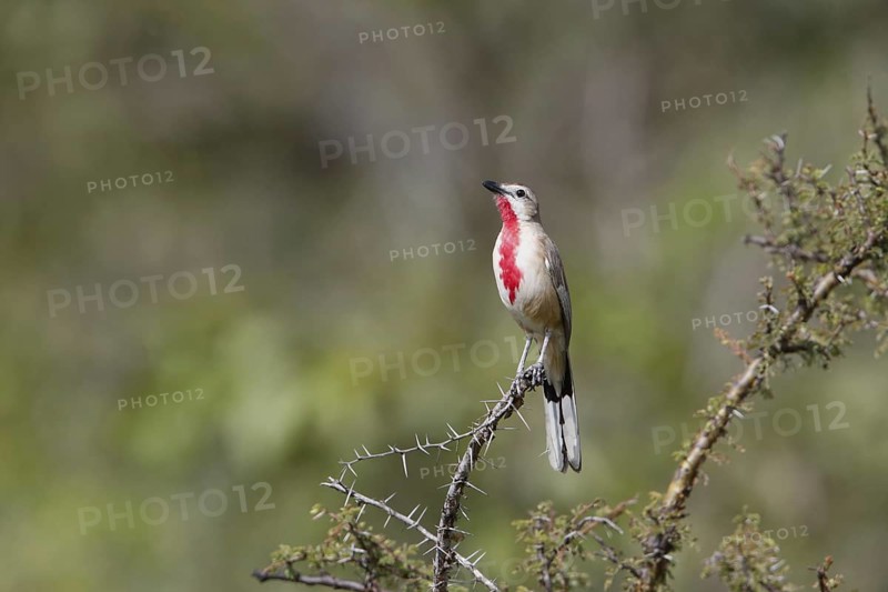 Rosy-patched Bushshrike