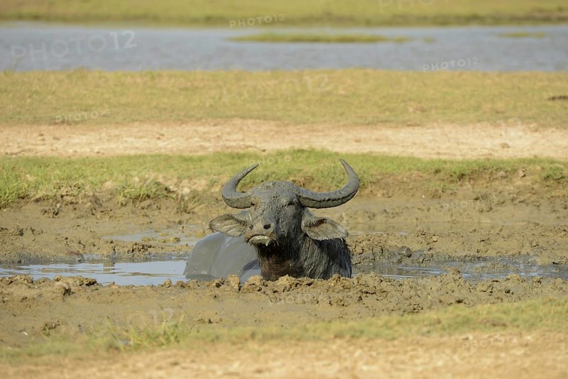 Water Buffalo