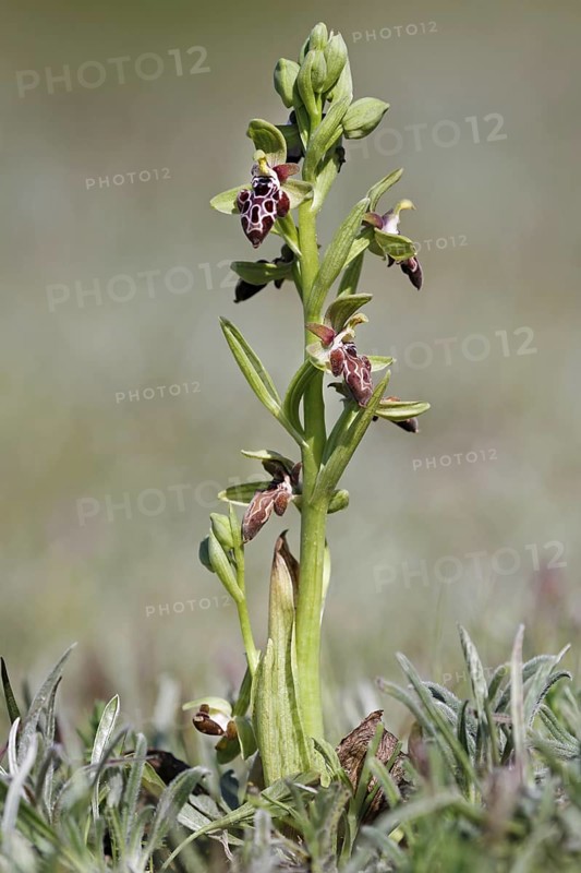 Cyprus Bee Orchid