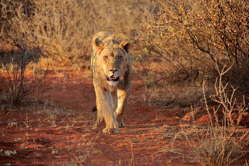 Lion