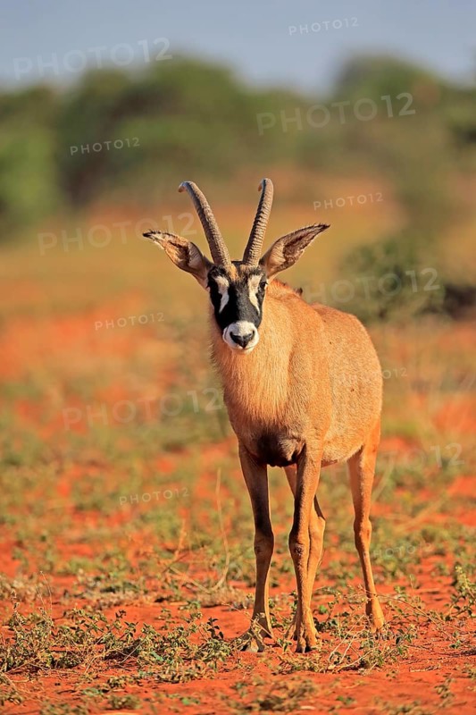 Roan Antelope