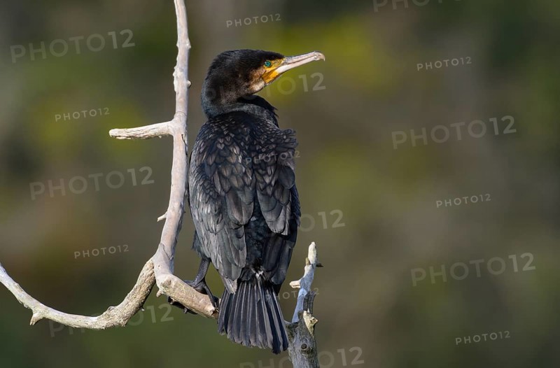 Great cormorant