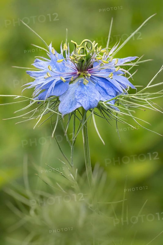 Love-in-a-mist