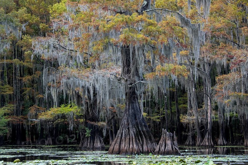 Bald cypresses
