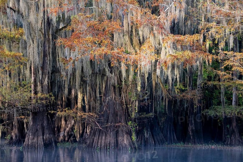 Bald cypresses