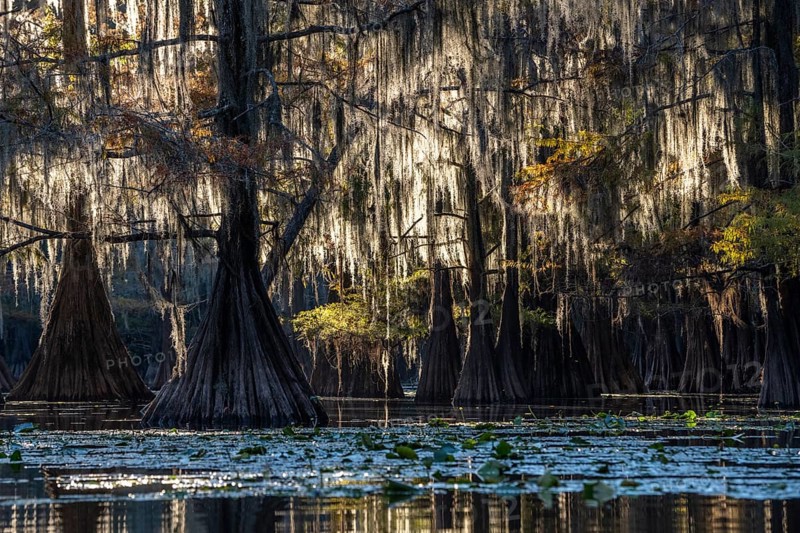 Bald cypresses