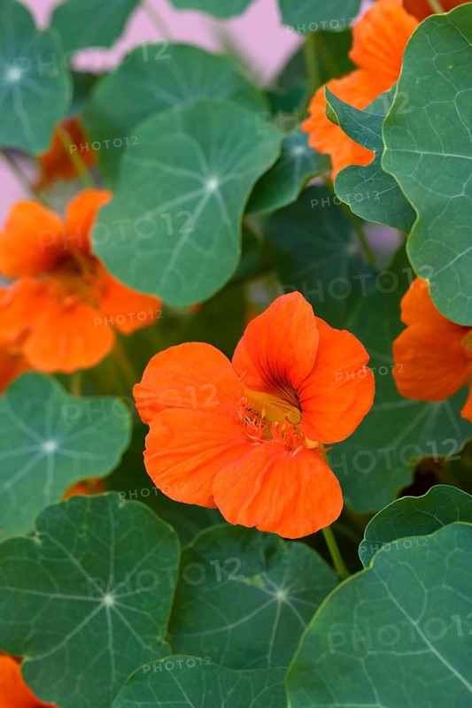 Orange flowering nasturtium