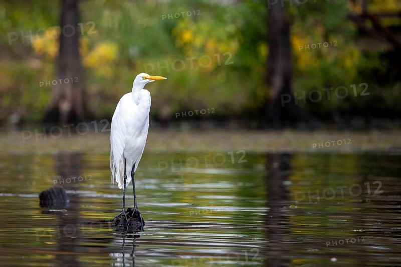 Great egret