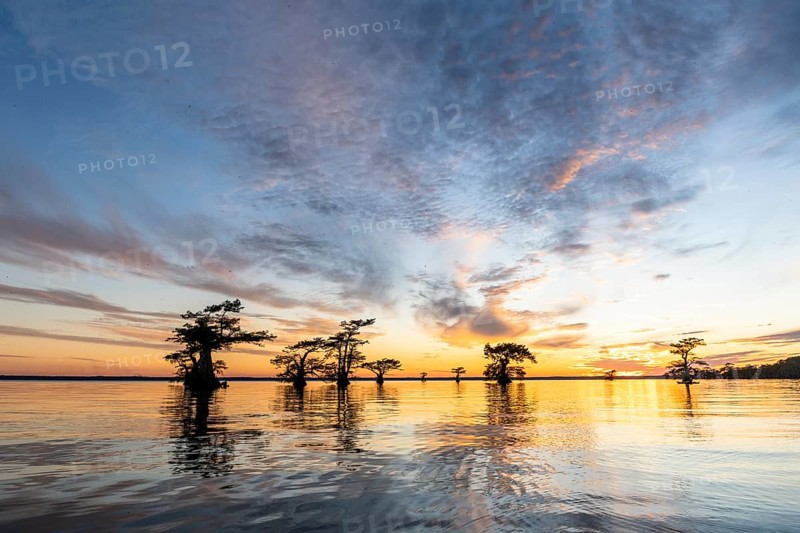 Bald cypresses