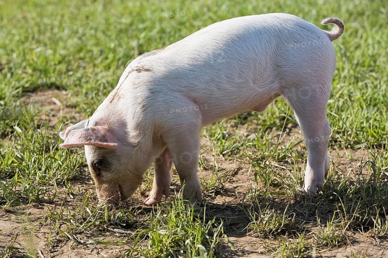Piglet in the grass