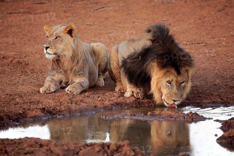 Kalahari lion