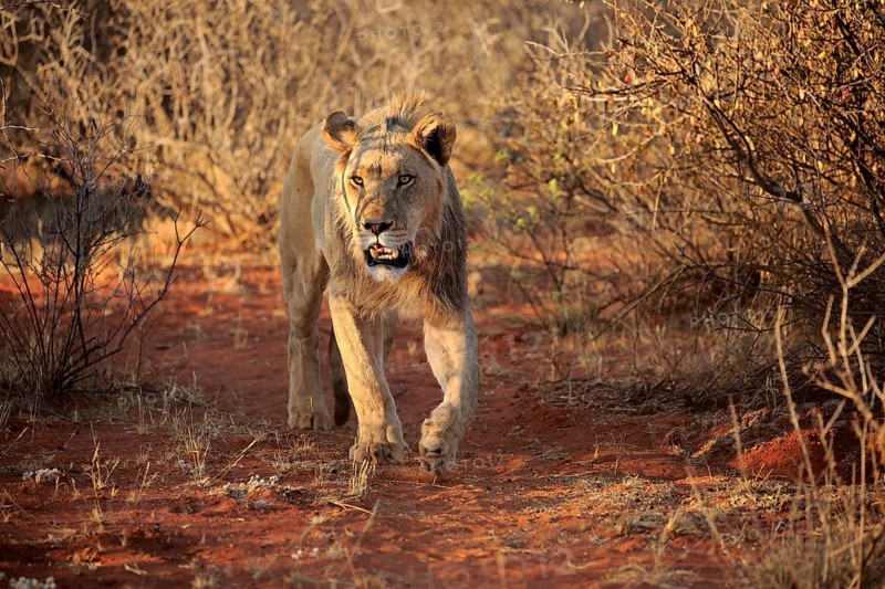 Lion