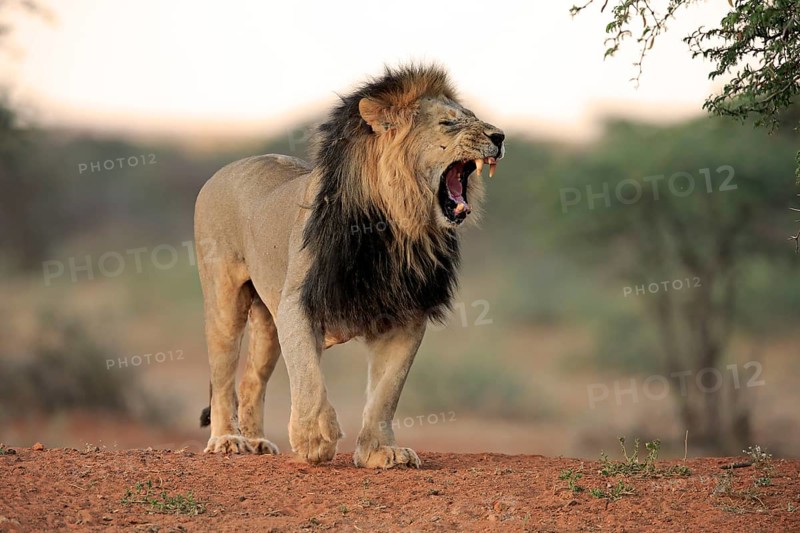 Kalahari lion