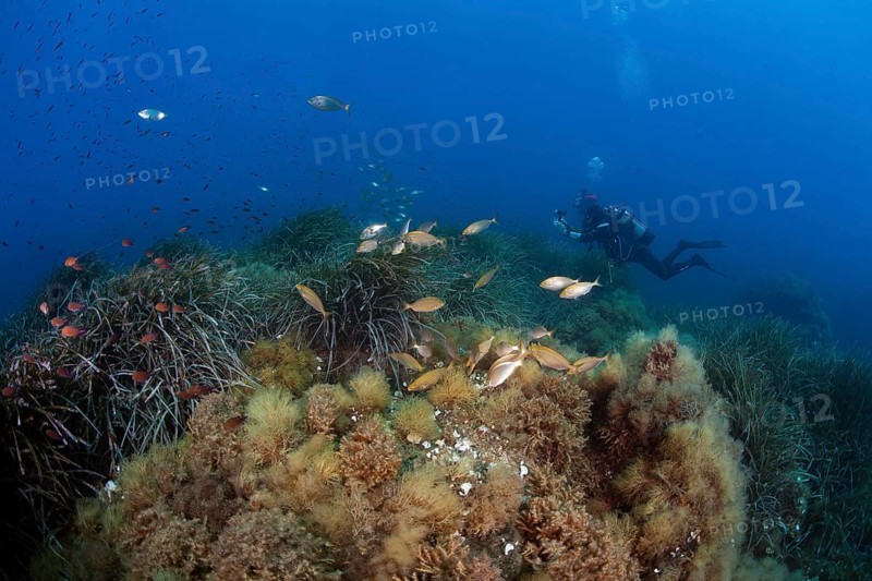 Diver with shoal of fish Salema porgies