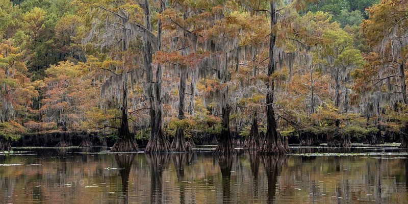 Bald cypresses