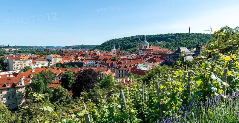 View from Hradschin over the vineyard to the town with St. Nicholas Church