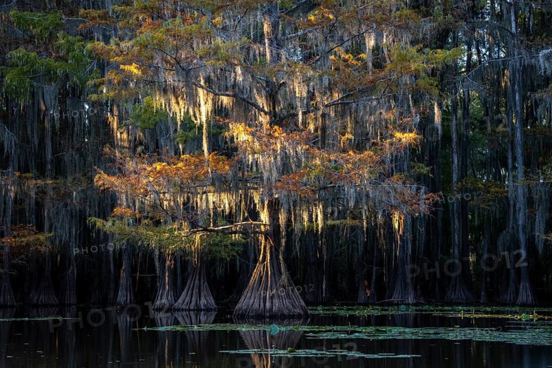Bald cypresses