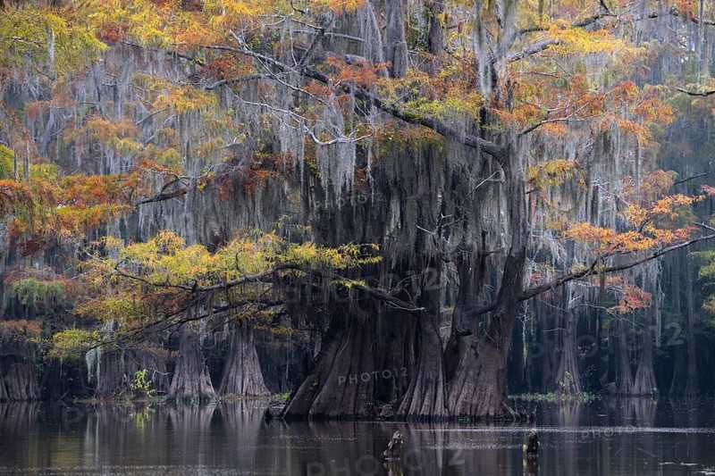 Bald cypresses