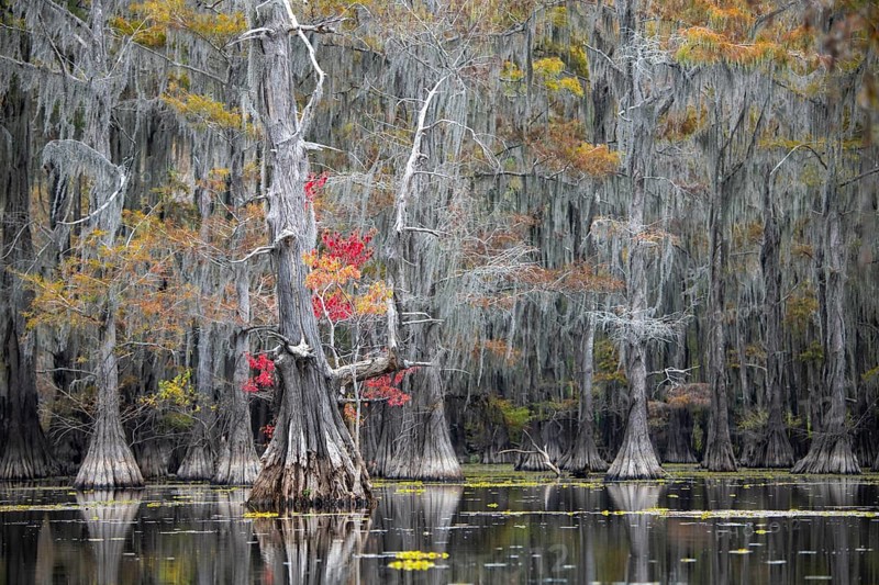 Bald cypresses
