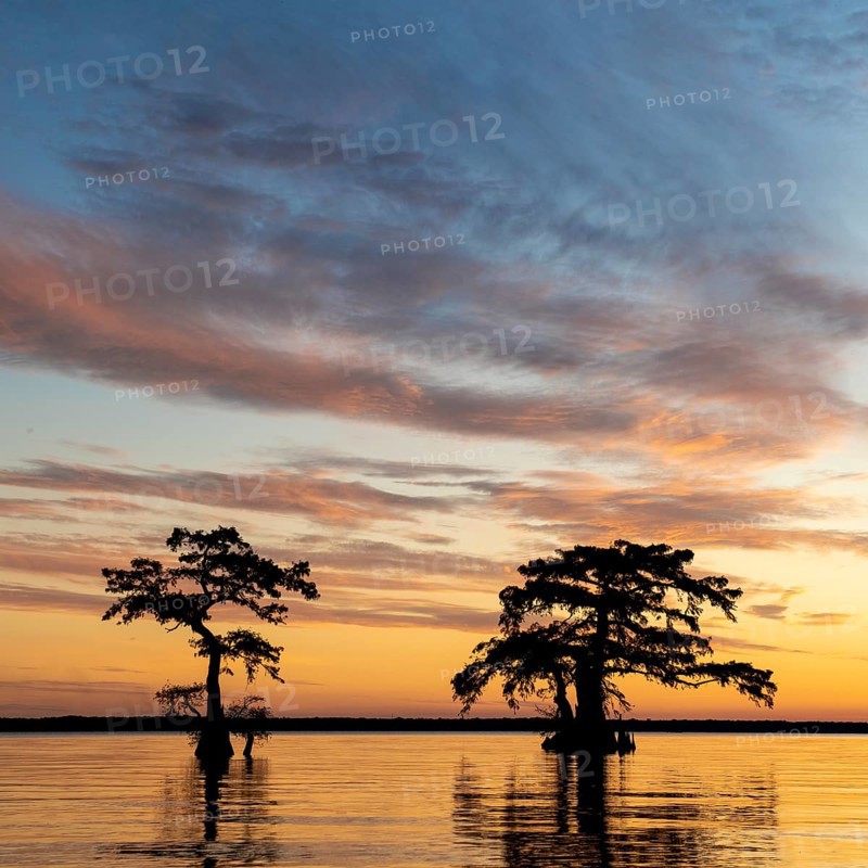 Bald cypresses