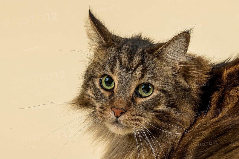 Norwegian Forestcat