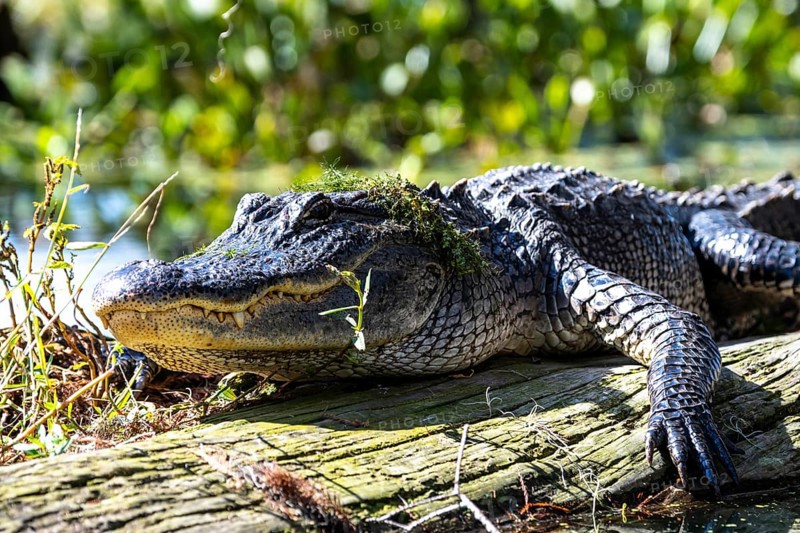 American alligator