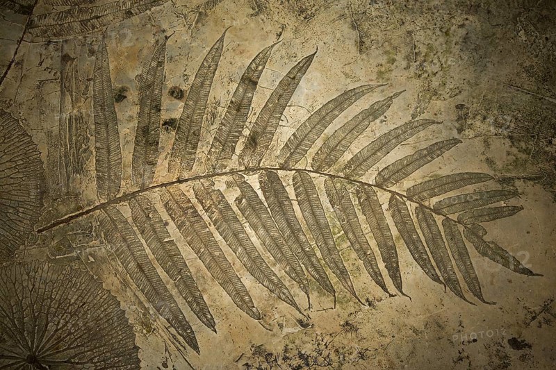 Floor with impression of a fern