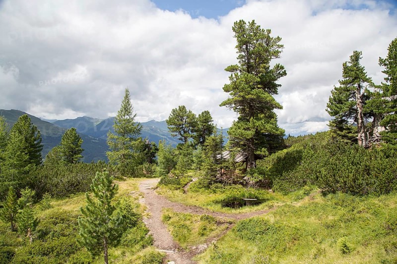 Arolla pine pine forest