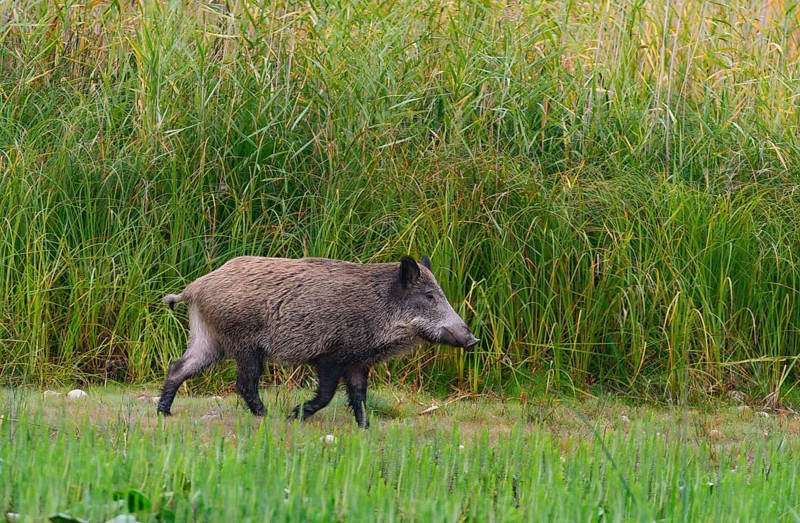 Wild boar