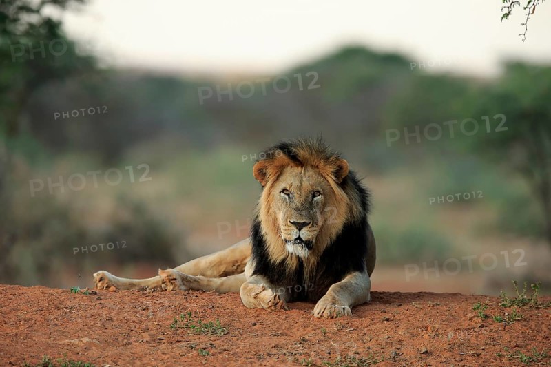 Kalahari lion