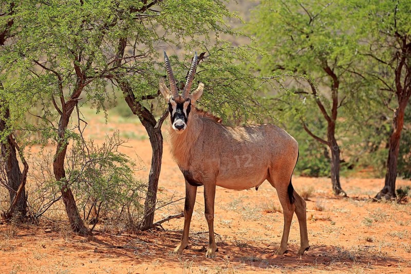 Roan Antelope
