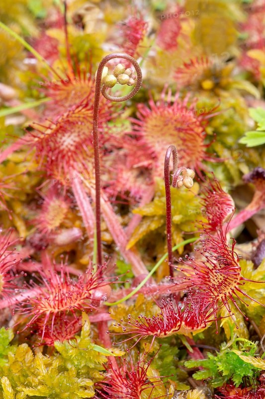 Common sundew