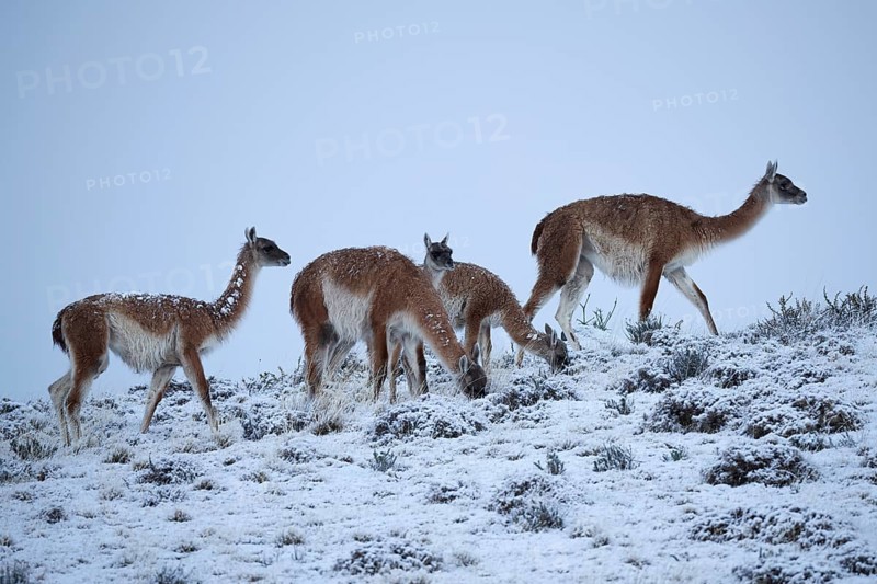 Guanacos