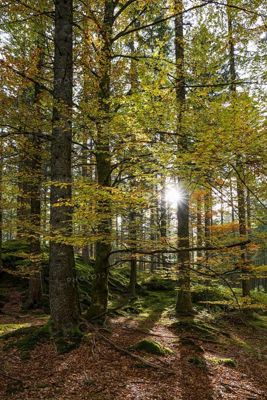 Sun rays shine through mixed forest in autumn