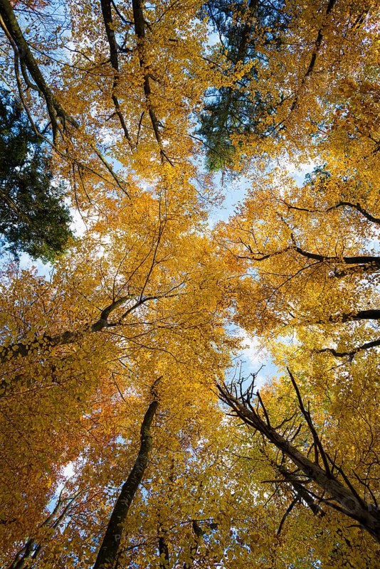 View from below into the treetops