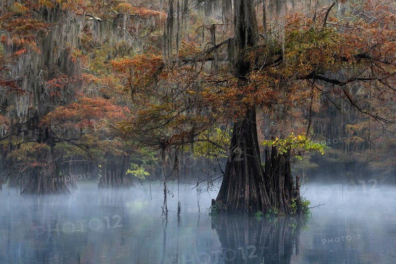 Bald cypresses