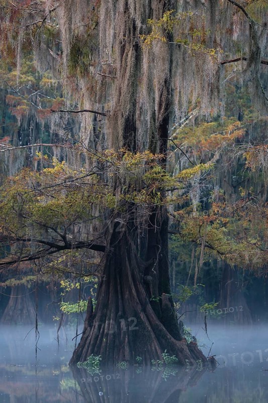 Bald cypresses