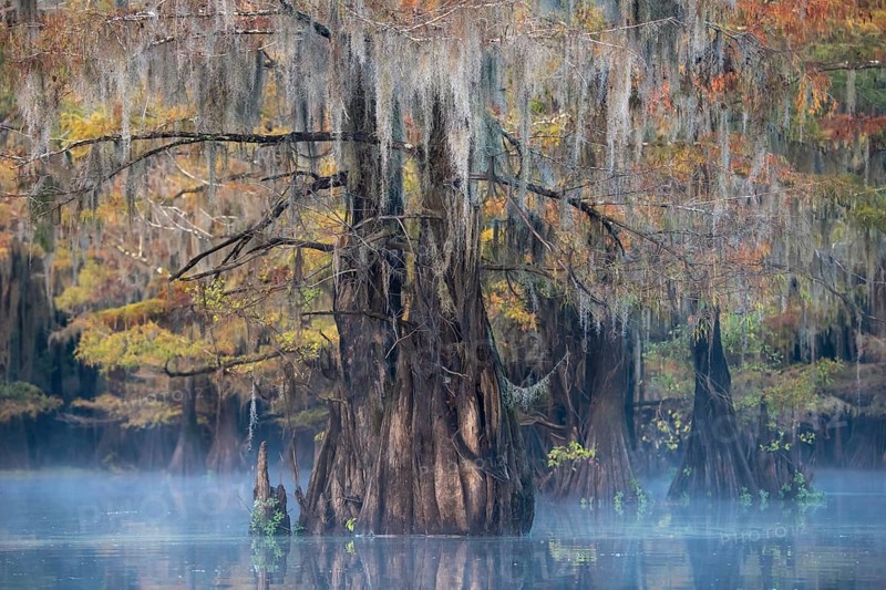 Bald cypresses