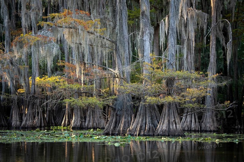 Bald cypresses